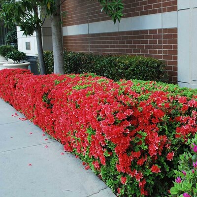 AUTUMN FIRE ENCORE AZALEA