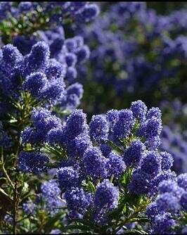 Victoria California Lilac