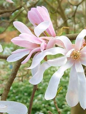 Leonard Messell Magnolia