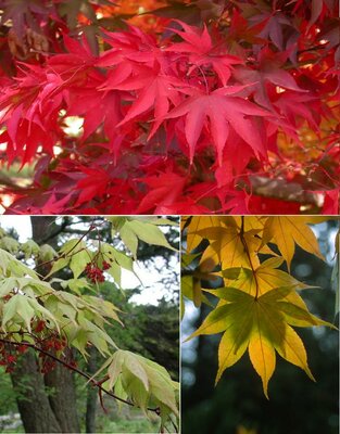 Osakazuki Japanese Maple