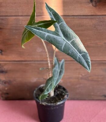 Alocasia Longiloba