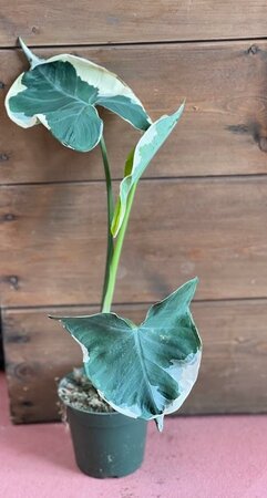 Alocasia Mickey Mouse Variegated