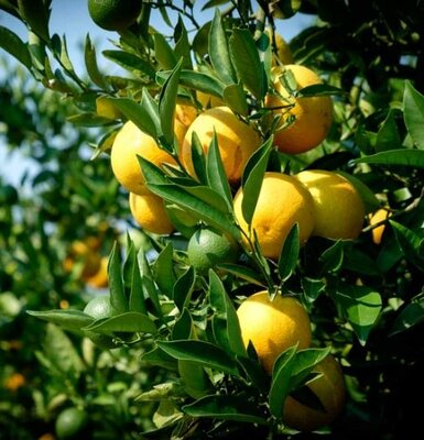 Delfino Blood Orange Plant - image 1