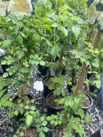 FLAVA HUMMINGBIRD VINE - image 2