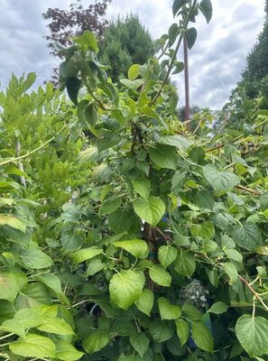 Climbing Hydrangea