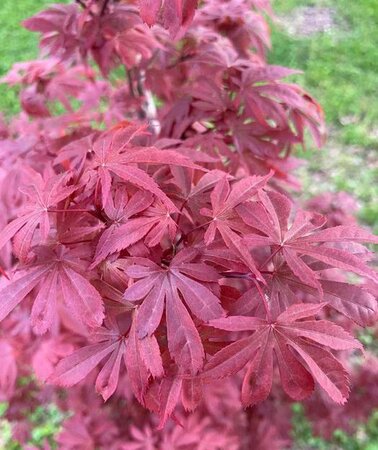 Winter's Red Columnar Japanese Maple