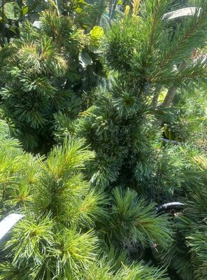 Goldilocks Japanese White Pine