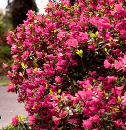 Hino Degiri Japanese Azalea