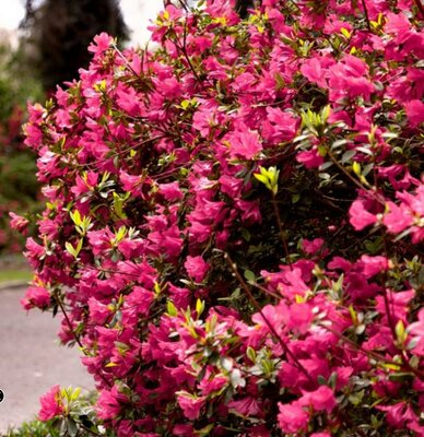 Hino Degiri Japanese Azalea