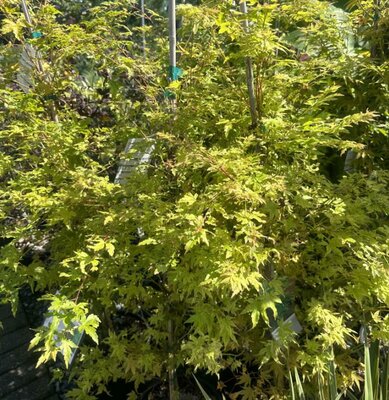 Coral Bark Japanese Maple - Sango Kaku