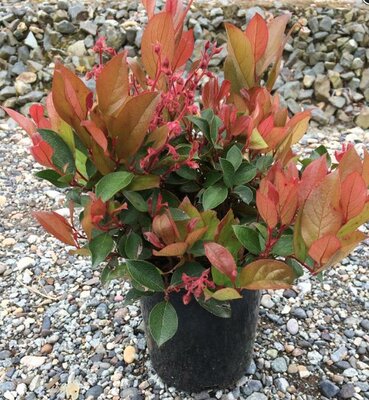 Cascade Sunrise Salal (Native Wintergreen)