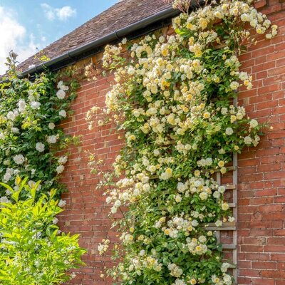 Malvern Hills David Austin Rose