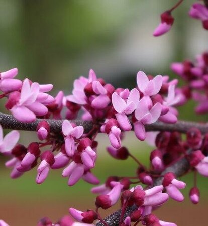 Midnight Express Redbud