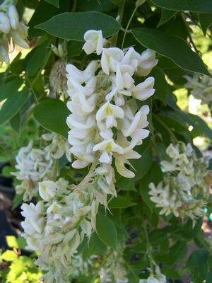 Clara Mack Wisteria