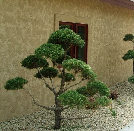 Poodled Water's Pine - image 1