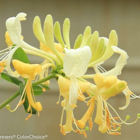 Scentsational Climbing Honeysuckle