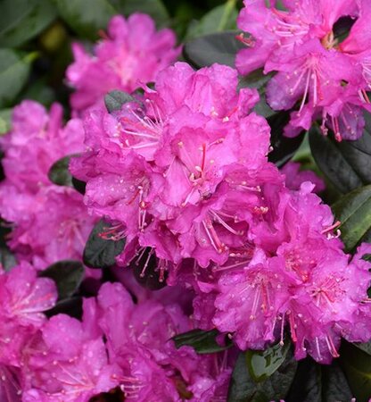 P.J.M. Elite Star Rhodo