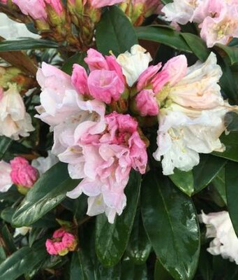 Teddy Bear Rhodo