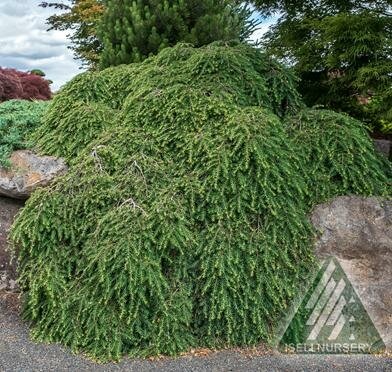 Cole's Prostrate Hemlock