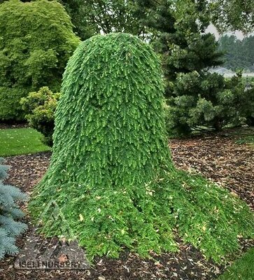 Weeping Canadian Hemlock