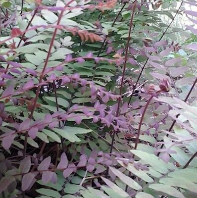 Purple Stemmed Royal Water Fern