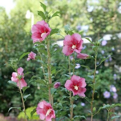 Red Pillar Hibiscus