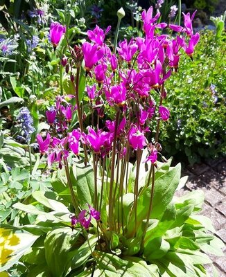 SHOOTING STAR PERENNIAL