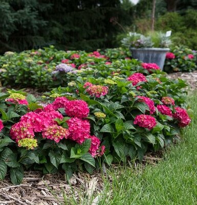 Summer Crush Repeat-Blooming Hydrangea