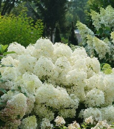 Puffer Fish Panicle Hydrangea