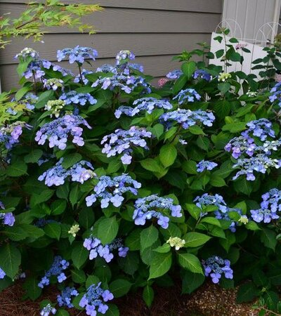 Blue Cassell Repeat-Blooming Laceca
