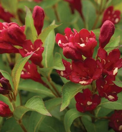 Maroon Swoon Re-Blooming Weigelia