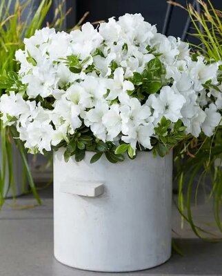 Autumn Dove Encore Azalea