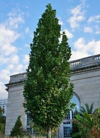 Columnar Tulip Tree