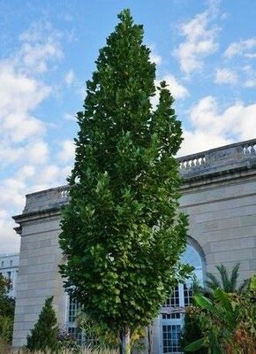 Columnar Tulip Tree