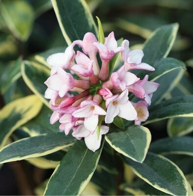 Marian's Daphne