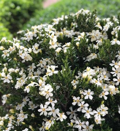 Daisy Duke Hardy Gardenia