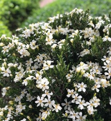 Daisy Duke Hardy Gardenia