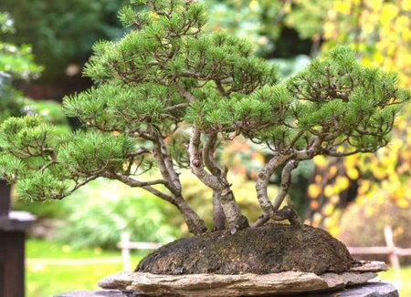 Twisty Pre-Bonsai Mugo Pine In Cera