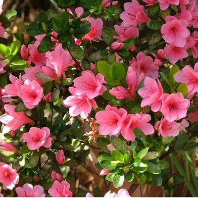 Gumpo Pink Japanese Azalea - image 2
