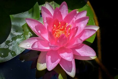 Meteor Hardy Water Lily