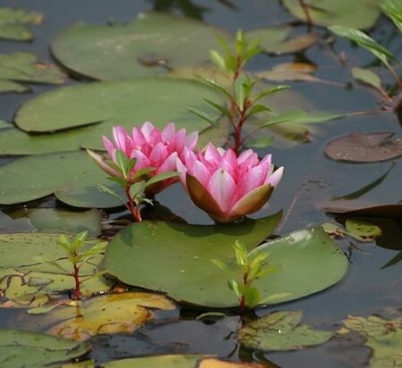 Splendida Hardy Water Lily