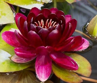 Almost Black Hardy Water Lily