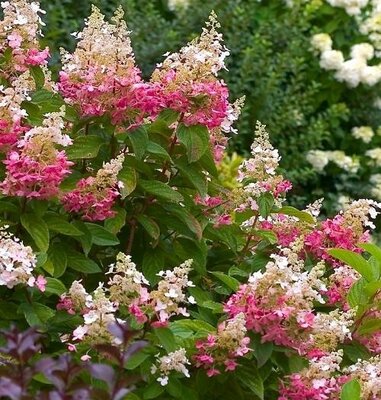 Pink Diamond Hydrangea