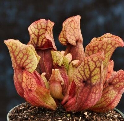 Purple Veined Pitcher Plant