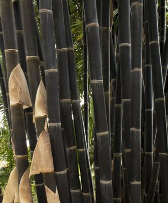 Black Bamboo