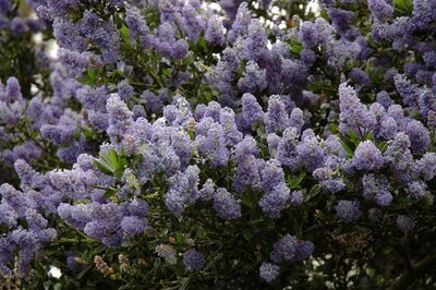 Victoria California Lilac Tree