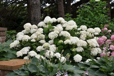 Annabelle Hydrangea