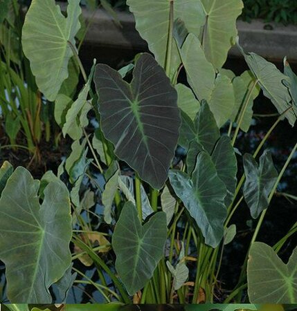 Coal Miner Elephant Ear