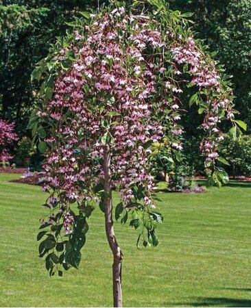 Pink Weeping Japanese Snowbell Tree