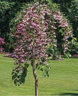 Pink Weeping Japanese Snowbell Tree
